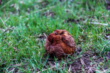 Bozuk meyve, kahverengi ayva, geçen yılın elması, genç çimenlerde, buruşuk, yakın plan, büyüyen bahar, erken bahar, park, doğa, bahçe.