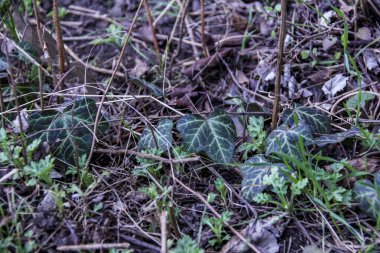 vahşi sarmaşık, sürünme, zemin, uzun saplı, arka planda kuru çimen, ilkbahar, park, doğa, bahçe, genç, çimen, yoğun büyüyen yeşillik, büyüme