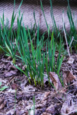 yabani sarımsak yaprakları, genç, çimen, yoğun büyüme, yeşillik, yakın plan, büyüme, ilkbahar, park, doğa, bahçe