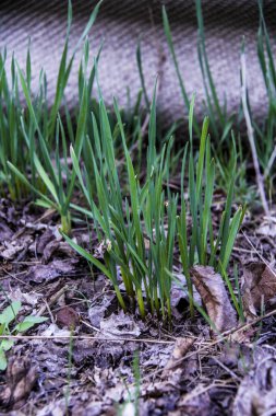 yabani sarımsak yaprakları, genç, çimen, yoğun büyüme, yeşillik, yakın plan, büyüme, ilkbahar, park, doğa, bahçe