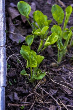 Yazı tahtasının yanında, taze yapraklar, açık yeşil, küçük çalılar, düşmüş yapraklar arasında, küçük, makro, arka plan toprak, ilkbahar, park, doğa, bahçe, kuru çimenler, yoğun bir şekilde büyüyen yeşillik,,