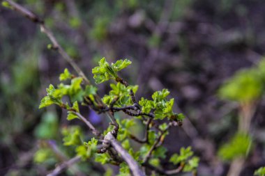Genç yapraklar, üzümler, üzümler, üzümler, açık yeşil, küçük çalılar, dökülen yaprakların arasında, küçük, makro, bulanık arka plan, dallar, ilkbaharın başlarında, park, doğa, bahçe,