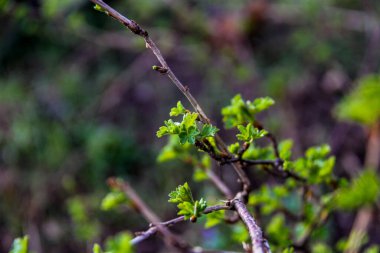 Genç yapraklar, üzümler, üzümler, üzümler, açık yeşil, küçük çalılar, dökülen yaprakların arasında, küçük, makro, bulanık arka plan, dallar, ilkbaharın başlarında, park, doğa, bahçe,