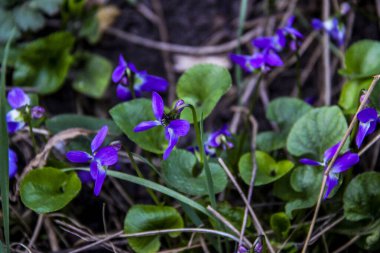 mis kokulu menekşe, keman koyu mavi, narin çiçekler, çok sayıda çiçek, parlak, yeşil yapraklar, çimen, yabani otlar, düşen yapraklar, makro, yakın plan, açık arkaplan, erken bahar, park, doğa, bahar, bahçe,,