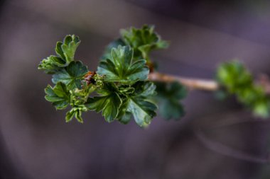 Genç yapraklar, üzümler, üzümler, üzümler, açık yeşil, küçük çalılar, dökülen yaprakların arasında, küçük, makro, bulanık arka plan, dallar, ilkbaharın başlarında, park, doğa, bahçe,