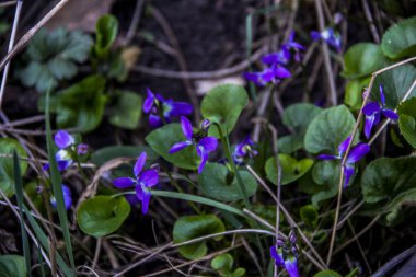 mis kokulu menekşe, keman koyu mavi, narin çiçekler, çok sayıda çiçek, parlak, yeşil yapraklar, çimen, yabani otlar, düşen yapraklar, makro, yakın plan, açık arkaplan, erken bahar, park, doğa, bahar, bahçe,,