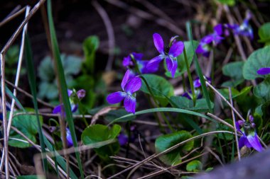 mis kokulu menekşe, keman koyu mavi, narin çiçekler, çok sayıda çiçek, parlak, yeşil yapraklar, çimen, yabani otlar, düşen yapraklar, makro, yakın plan, açık arkaplan, erken bahar, park, doğa, bahar, bahçe,,