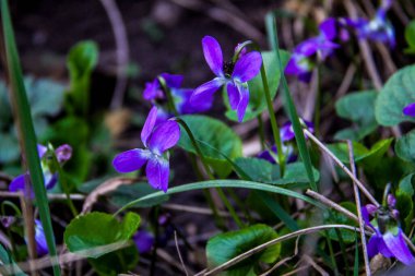mis kokulu menekşe, keman koyu mavi, narin çiçekler, çok sayıda çiçek, parlak, yeşil yapraklar, çimen, yabani otlar, düşen yapraklar, makro, yakın plan, açık arkaplan, erken bahar, park, doğa, bahar, bahçe,,