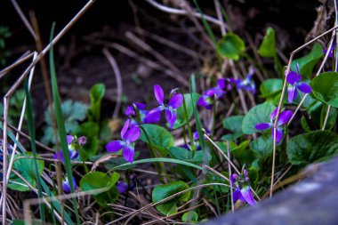 mis kokulu menekşe, keman koyu mavi, narin çiçekler, çok sayıda çiçek, parlak, yeşil yapraklar, çimen, yabani otlar, düşen yapraklar, makro, yakın plan, açık arkaplan, erken bahar, park, doğa, bahar, bahçe,,