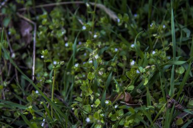 Veronica Sarmaşığı, açık mavi çiçekler, yoğun olarak, yerde yatar, ilkbaharın başlarında, park, doğa, bahçe,