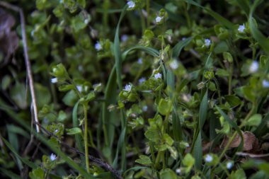 Veronica Sarmaşığı, açık mavi çiçekler, yoğun olarak, yerde yatar, ilkbaharın başlarında, park, doğa, bahçe,