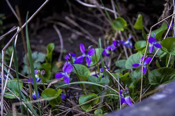 mis kokulu menekşe, keman koyu mavi, narin çiçekler, çok sayıda çiçek, parlak, yeşil yapraklar, çimen, yabani otlar, düşen yapraklar, makro, yakın plan, açık arkaplan, erken bahar, park, doğa, bahar, bahçe,,
