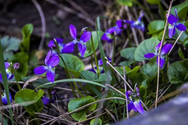 mis kokulu menekşe, keman koyu mavi, narin çiçekler, çok sayıda çiçek, parlak, yeşil yapraklar, çimen, yabani otlar, düşen yapraklar, makro, yakın plan, açık arkaplan, erken bahar, park, doğa, bahar, bahçe,,
