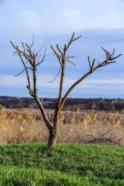 budanmış ağaç, oluşmuş taç, çıplak, çayır, dekoratif, çimen, sazlıklar, erken bahar, park, doğa, bahçe, bakım