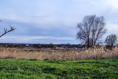 yeşil bahar otları, kuru sazlıklar, sazlıklar, püsküller, ağaçlar, çalılar, kırsal alan, otların yolu, büyük taç, çıplak, rüzgar, uzak plan, manzara, çayır, yabani, çimen, gökyüzü, bulutlar,