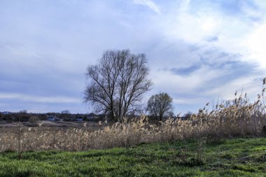 yeşil bahar otları, kuru sazlıklar, sazlıklar, püsküller, ağaçlar, çalılar, kırsal alan, otların yolu, büyük taç, çıplak, rüzgar, uzak plan, manzara, çayır, yabani, çimen, gökyüzü, bulutlar,