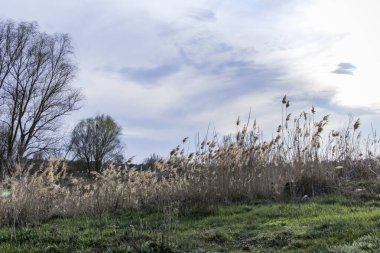 yeşil bahar otları, kuru sazlıklar, sazlıklar, püsküller, ağaçlar, çalılar, kırsal alan, otların yolu, büyük taç, çıplak, rüzgar, uzak plan, manzara, çayır, yabani, çimen, gökyüzü, bulutlar,