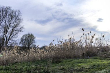 yeşil bahar otları, kuru sazlıklar, sazlıklar, püsküller, ağaçlar, çalılar, kırsal alan, otların yolu, büyük taç, çıplak, rüzgar, uzak plan, manzara, çayır, yabani, çimen, gökyüzü, bulutlar,