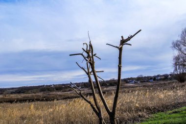 budanmış ağaç, oluşmuş taç, çıplak, çayır, dekoratif, çimen, sazlıklar, erken bahar, park, doğa, bahçe, bakım