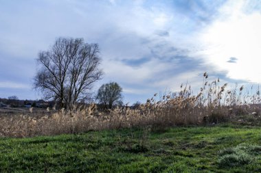 yeşil bahar otları, kuru sazlıklar, sazlıklar, püsküller, ağaçlar, çalılar, kırsal alan, otların yolu, büyük taç, çıplak, rüzgar, uzak plan, manzara, çayır, yabani, çimen, gökyüzü, bulutlar,