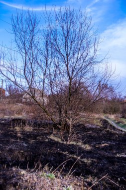Kara kavrulmuş çimenler, kuru sazlıklar, ekolojik felaketler, yangından sonra, yanmış toprak, ağaçlar, çalılar, kırsallar, otların arasındaki patika, köyün arkasında, çıplak, rüzgar, uzak plan, manzara, çayır, yabani ot, gökyüzü, bulutlar,