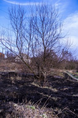 Kara kavrulmuş çimenler, kuru sazlıklar, ekolojik felaketler, yangından sonra, yanmış toprak, ağaçlar, çalılar, kırsallar, otların arasındaki patika, köyün arkasında, çıplak, rüzgar, uzak plan, manzara, çayır, yabani ot, gökyüzü, bulutlar,