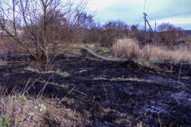 Kara kavrulmuş çimenler, kuru sazlıklar, ekolojik felaketler, yangından sonra, yanmış toprak, ağaçlar, çalılar, kırsallar, otların arasındaki patika, köyün arkasında, çıplak, rüzgar, uzak plan, manzara, çayır, yabani ot, gökyüzü, bulutlar,