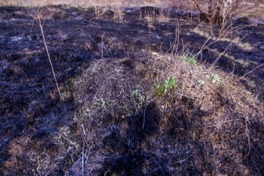 Kara kavrulmuş çimenler, bahar yeşillikleri arasında, yangından sonra, zemin, kül, ekolojik felaket, kırsal alan, çıplak, çayır, vahşi, erken bahar, park, doğa, bahçe, düşmüş yapraklar, yabani otlar,