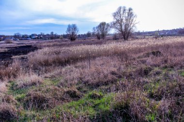 yeşil bahar otları, kuru sazlıklar, sazlıklar, püsküller, ağaçlar, çalılar, kırsal alan, otların yolu, büyük taç, çıplak, rüzgar, uzak plan, manzara, çayır, yabani, çimen, gökyüzü, bulutlar,