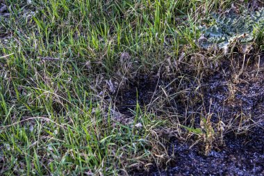 Kara kavrulmuş çimenler, bahar yeşillikleri arasında, yangından sonra, zemin, kül, ekolojik felaket, kırsal alan, çıplak, çayır, vahşi, erken bahar, park, doğa, bahçe, düşmüş yapraklar, yabani otlar,