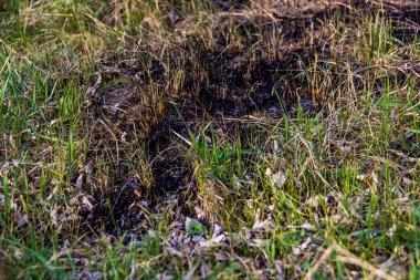 Kara kavrulmuş çimenler, bahar yeşillikleri arasında, yangından sonra, zemin, kül, ekolojik felaket, kırsal alan, çıplak, çayır, vahşi, erken bahar, park, doğa, bahçe, düşmüş yapraklar, yabani otlar,