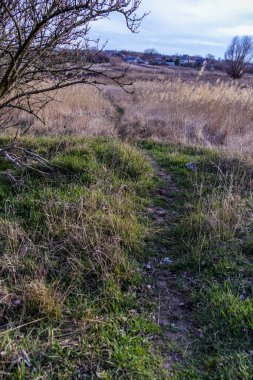 Yaylı sazlıklar, sazlıklar, püsküller, ağaçlar, çalılar, kır yolu, otların arasındaki patika, geniş taç, çıplak, rüzgar, uzak plan, manzara, çayır, vahşi çimen, gökyüzü, bulutlar, seyahat, kırsal bölge, sonbahar, yol, tarla