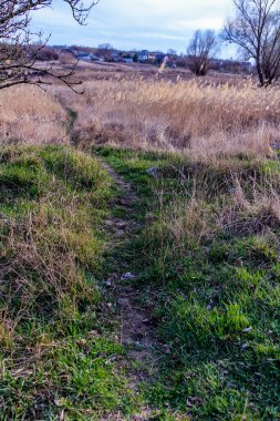 Yaylı sazlıklar, sazlıklar, püsküller, ağaçlar, çalılar, kır yolu, otların arasındaki patika, geniş taç, çıplak, rüzgar, uzak plan, manzara, çayır, vahşi çimen, gökyüzü, bulutlar, seyahat, kırsal bölge, sonbahar, yol, tarla