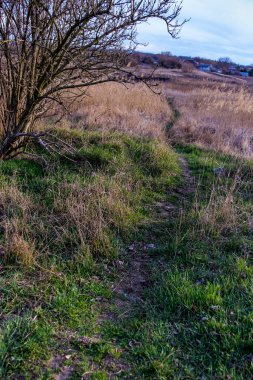 Yaylı sazlıklar, sazlıklar, püsküller, ağaçlar, çalılar, kır yolu, otların arasındaki patika, geniş taç, çıplak, rüzgar, uzak plan, manzara, çayır, vahşi çimen, gökyüzü, bulutlar, seyahat, kırsal bölge, sonbahar, yol, tarla