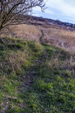 Yaylı sazlıklar, sazlıklar, püsküller, ağaçlar, çalılar, kır yolu, otların arasındaki patika, geniş taç, çıplak, rüzgar, uzak plan, manzara, çayır, vahşi çimen, gökyüzü, bulutlar, seyahat, kırsal bölge, sonbahar, yol, tarla