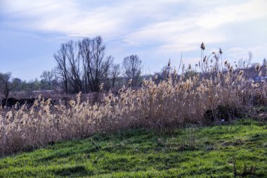 Yaylı sazlıklar, sazlıklar, püsküller, ağaçlar, çalılar, kır yolu, otların arasındaki patika, geniş taç, çıplak, rüzgar, uzak plan, manzara, çayır, vahşi çimen, gökyüzü, bulutlar, seyahat, kırsal bölge, sonbahar, yol, tarla