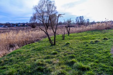 budanmış ağaç, oluşmuş taç, çıplak, çayır, dekoratif, çimen, sazlıklar, erken bahar, park, doğa, bahçe, bakım