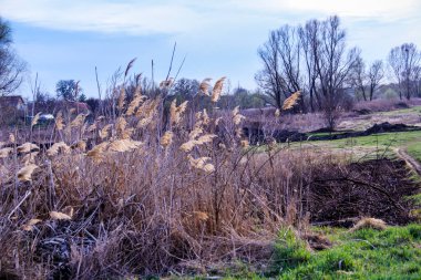Yaylı sazlıklar, sazlıklar, püsküller, ağaçlar, çalılar, kır yolu, otların arasındaki patika, geniş taç, çıplak, rüzgar, uzak plan, manzara, çayır, vahşi çimen, gökyüzü, bulutlar, seyahat, kırsal bölge, sonbahar, yol, tarla