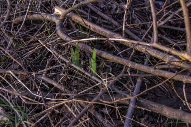Genç horoz ibiği yaprakları, iris, büyür, budanmış dallar, yığın, ağaç temizliği, erken bahar, park, doğa, bahçe, bakım