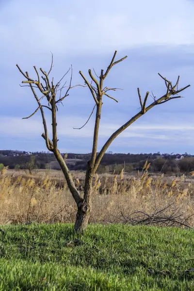 budanmış ağaç, oluşmuş taç, çıplak, çayır, dekoratif, çimen, sazlıklar, erken bahar, park, doğa, bahçe, bakım