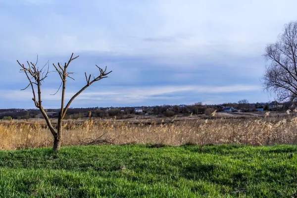 budanmış ağaç, oluşmuş taç, çıplak, çayır, dekoratif, çimen, sazlıklar, erken bahar, park, doğa, bahçe, bakım