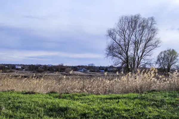 yeşil bahar otları, kuru sazlıklar, sazlıklar, püsküller, ağaçlar, çalılar, kırsal alan, otların yolu, büyük taç, çıplak, rüzgar, uzak plan, manzara, çayır, yabani, çimen, gökyüzü, bulutlar,