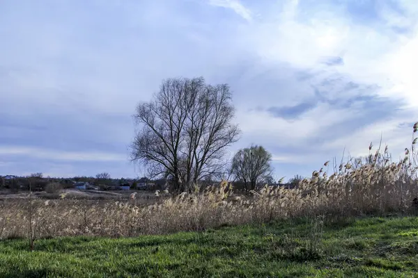 yeşil bahar otları, kuru sazlıklar, sazlıklar, püsküller, ağaçlar, çalılar, kırsal alan, otların yolu, büyük taç, çıplak, rüzgar, uzak plan, manzara, çayır, yabani, çimen, gökyüzü, bulutlar,