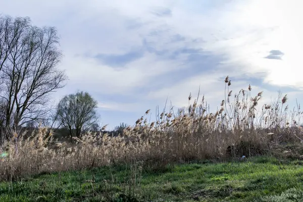 yeşil bahar otları, kuru sazlıklar, sazlıklar, püsküller, ağaçlar, çalılar, kırsal alan, otların yolu, büyük taç, çıplak, rüzgar, uzak plan, manzara, çayır, yabani, çimen, gökyüzü, bulutlar,