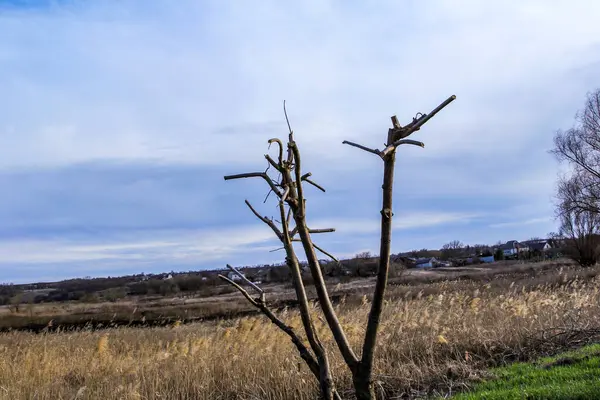 budanmış ağaç, oluşmuş taç, çıplak, çayır, dekoratif, çimen, sazlıklar, erken bahar, park, doğa, bahçe, bakım
