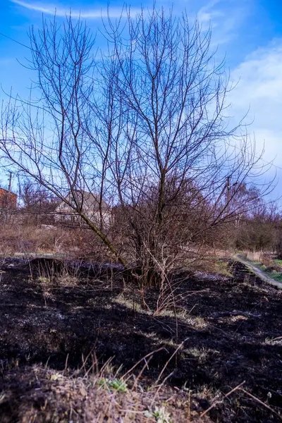 Kara kavrulmuş çimenler, kuru sazlıklar, ekolojik felaketler, yangından sonra, yanmış toprak, ağaçlar, çalılar, kırsallar, otların arasındaki patika, köyün arkasında, çıplak, rüzgar, uzak plan, manzara, çayır, yabani ot, gökyüzü, bulutlar,