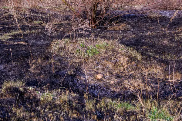 Kara kavrulmuş çimenler, bahar yeşillikleri arasında, yangından sonra, zemin, kül, ekolojik felaket, kırsal alan, çıplak, çayır, vahşi, erken bahar, park, doğa, bahçe, düşmüş yapraklar, yabani otlar,