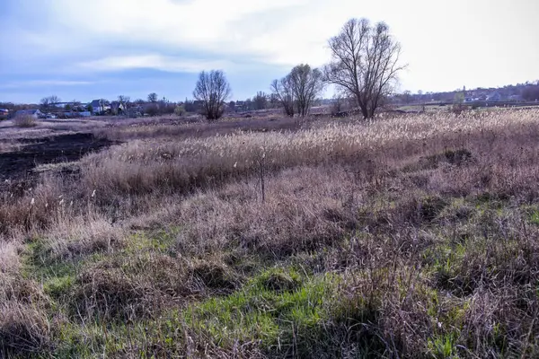 yeşil bahar otları, kuru sazlıklar, sazlıklar, püsküller, ağaçlar, çalılar, kırsal alan, otların yolu, büyük taç, çıplak, rüzgar, uzak plan, manzara, çayır, yabani, çimen, gökyüzü, bulutlar,