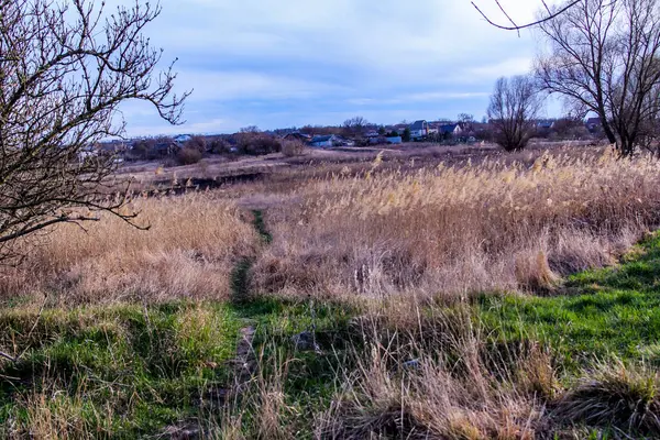 Yaylı sazlıklar, sazlıklar, püsküller, ağaçlar, çalılar, kır yolu, otların arasındaki patika, geniş taç, çıplak, rüzgar, uzak plan, manzara, çayır, vahşi çimen, gökyüzü, bulutlar, seyahat, kırsal bölge, sonbahar, yol, tarla