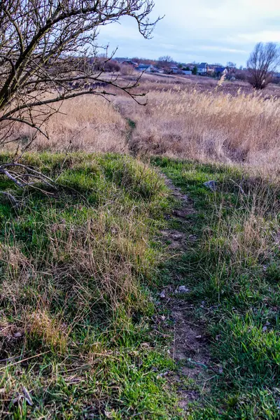 Yaylı sazlıklar, sazlıklar, püsküller, ağaçlar, çalılar, kır yolu, otların arasındaki patika, geniş taç, çıplak, rüzgar, uzak plan, manzara, çayır, vahşi çimen, gökyüzü, bulutlar, seyahat, kırsal bölge, sonbahar, yol, tarla